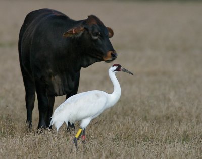 Whooping Crane & Friend