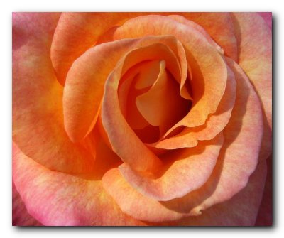 Rose details #16