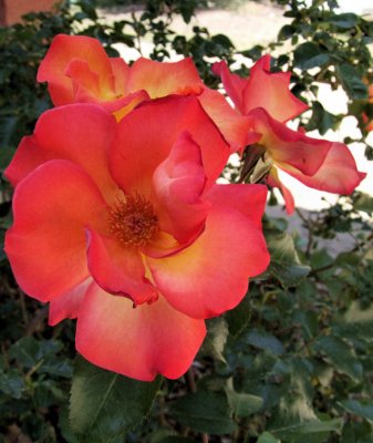DSCF1713CSEre.jpg