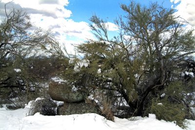 Tree Cave pb936.jpg