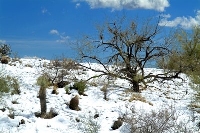CatusTree Cavecreek Arizona 980.jpg
