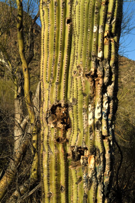 Saquaro National Park West Tucson Arizona