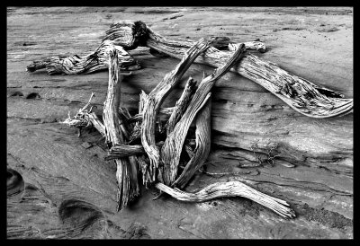 drift wood in the sand 029.jpg