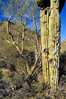 Saquaro National Park West Tucson Arizona
