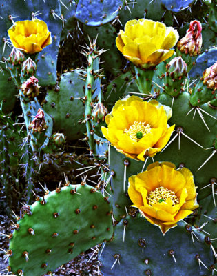 catcus flower yello web 058.jpg