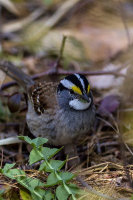 White-throated Sparrow (Zonotrichia albicollis), Brentwood Mitigation Area, Brentwood, NH