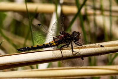 Hudsonian Whiteface (Leucorrhinia hudsonica) (female), Brentwood Mitigation Area, Brentwood, NH