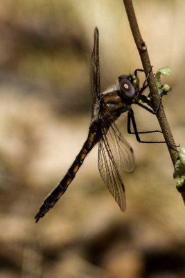 probable Beaverpond Baskettail (Epitheca canis), Brentwood Mitigation Area, Brentwood, NH