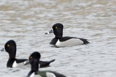 Ring-necked Duck, Exeter, NH