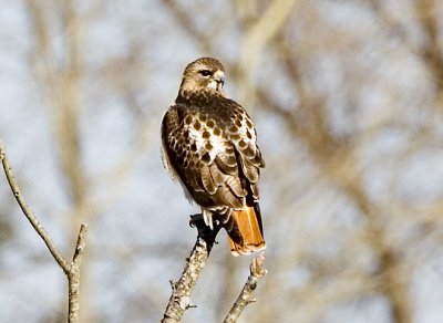 Red-tailed Hawk, East Kingston, NH