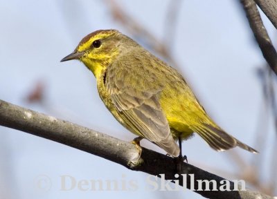 Palm Warbler, Brentwood, NH.