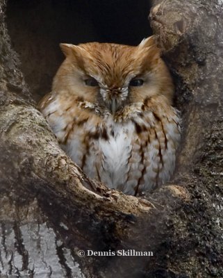 Screech Owl, Greenland, NH