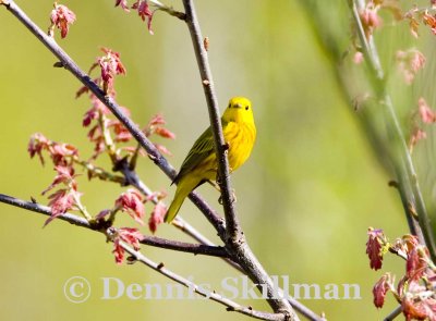 Yellow Warbler, Brentwood, NH.