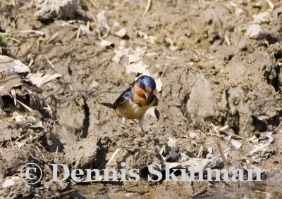 Barn Swallow, Fremont, NH.