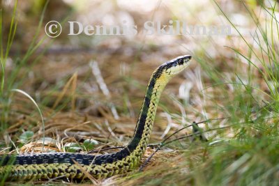 Eastern Garter Snake (Thamnophis sirtalis), Brentwood Mitigation Area, Brentwood, NH