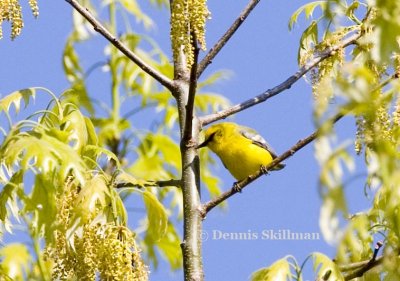 Blue-winged Warbler, Brentwood, NH.