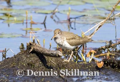 Spotted Sandpiper, Brentwood, NH.