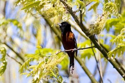 Orchard Oriole, Brentwood, NH.