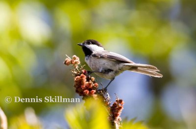 Black-capped Chickadee. Brentwood, NH.