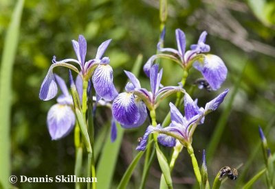Wild Iris (Iris versicolor), Pow-wow River, Kingston, NH.