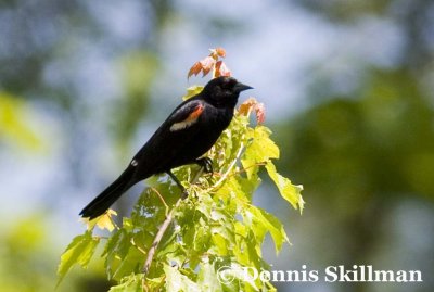 Red-winged Blackbird, Pow-wow River, Kingston, NH.