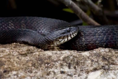 Northern Water Snake (Nerodia sipedon),  Pawtuckaway Lake, Pawuckaway State Park, Nottingham, NH.