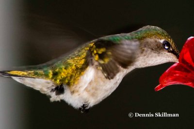Ruby-throated Hummingbird (female), East Kingston, NH.