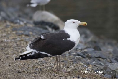 Greater Black-backed Gull, Exeter, NH.