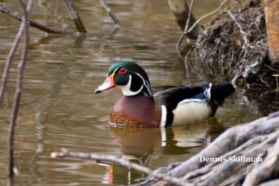 Wood Duck, Exeter, NH.