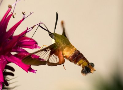 Hummingbird Clearwing (Hemaris thysbe), East Kingston, NH.