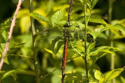 Comet Darner (Anax longpipes), Brentwood Miigation Area, Brentwood, NH.