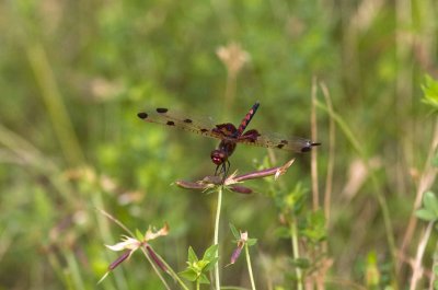 Calico Pennant (Celithemis elisa) (male), Brentwood Mitigation Area, Brentwood, NH.