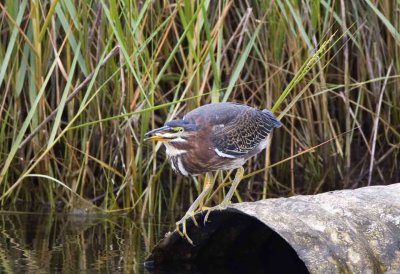 Green Heron with fish, Parker River NWR, Newbury, MA.