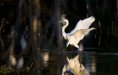 Great Egret landing, Salisbury, MA.