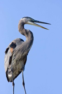 Great Blue Heron Profile, Parker River NWR, MA.