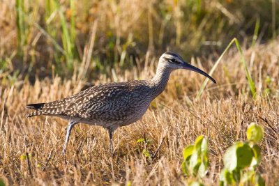 Whimbrel, Parker River NWR, MA.