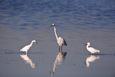Snowy Egrets and Great Egret - good size comparison, Parker River NWR.