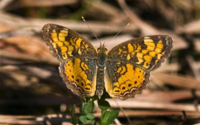 Pearl Crescent (Phyciodes tharos), Brentwood Mitigation Area, Brentwood, NH.