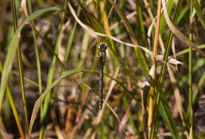 Shadow Darner (Aeschna umbrosa) (female), Brentwood Mitigation Area, Brentwood, NH.