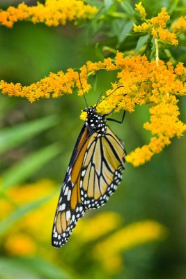Monarch Butterfly (Danaus plexiplus) on Goldenrod, Great Bay NWR, Newington, NH.