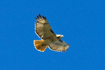 Red-tailed Hawk Soaring, Wellfleet Preserve, Mass Audubon, Wellfleet, MA.