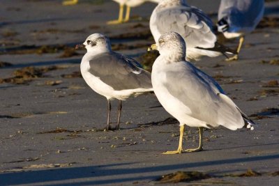 Laughing Gull (left) and Ring-billed Gull (right), Brewster, MA.