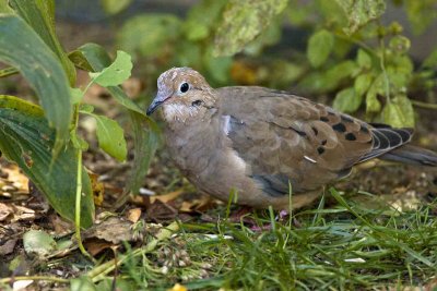 Mourning Dove, East Kingston, NH.