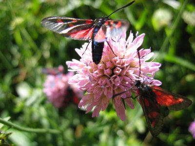 not a butterfly