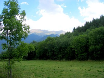 peaceful meadow