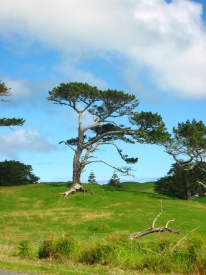 new zealand