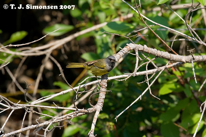 MacGillivrays Warbler <i>(Oporornis tolmiei)</I>