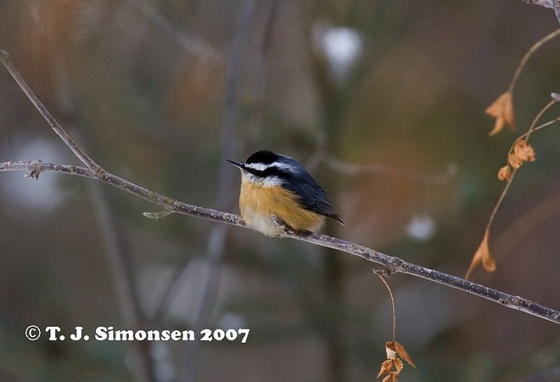 Red-breasted Nuthatcher <i>(Sitta canadensis)</I>