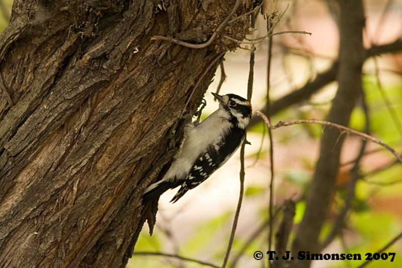 Downy Woodpecker <i>(Picoides pubescens)</I>