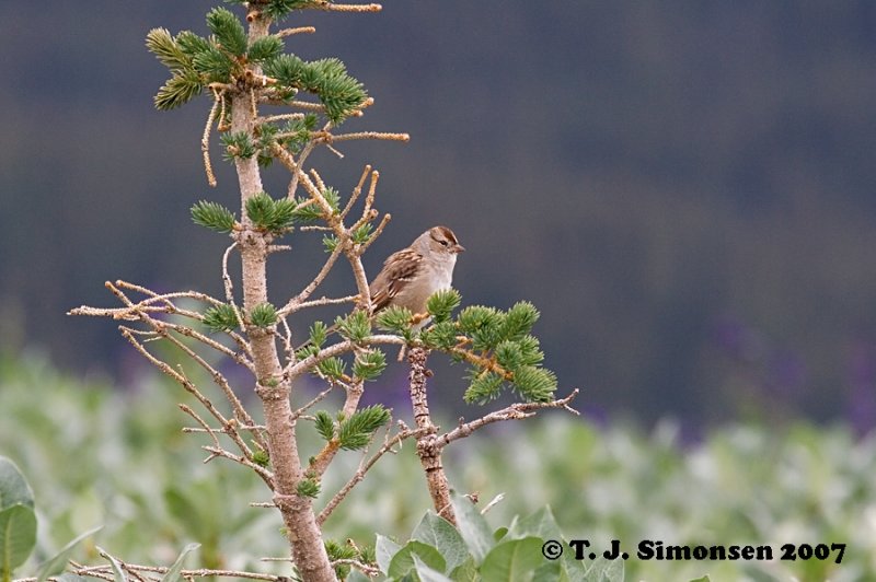 White-crowned Sparrow <i>(Zonotrichia leucophrys)</I>